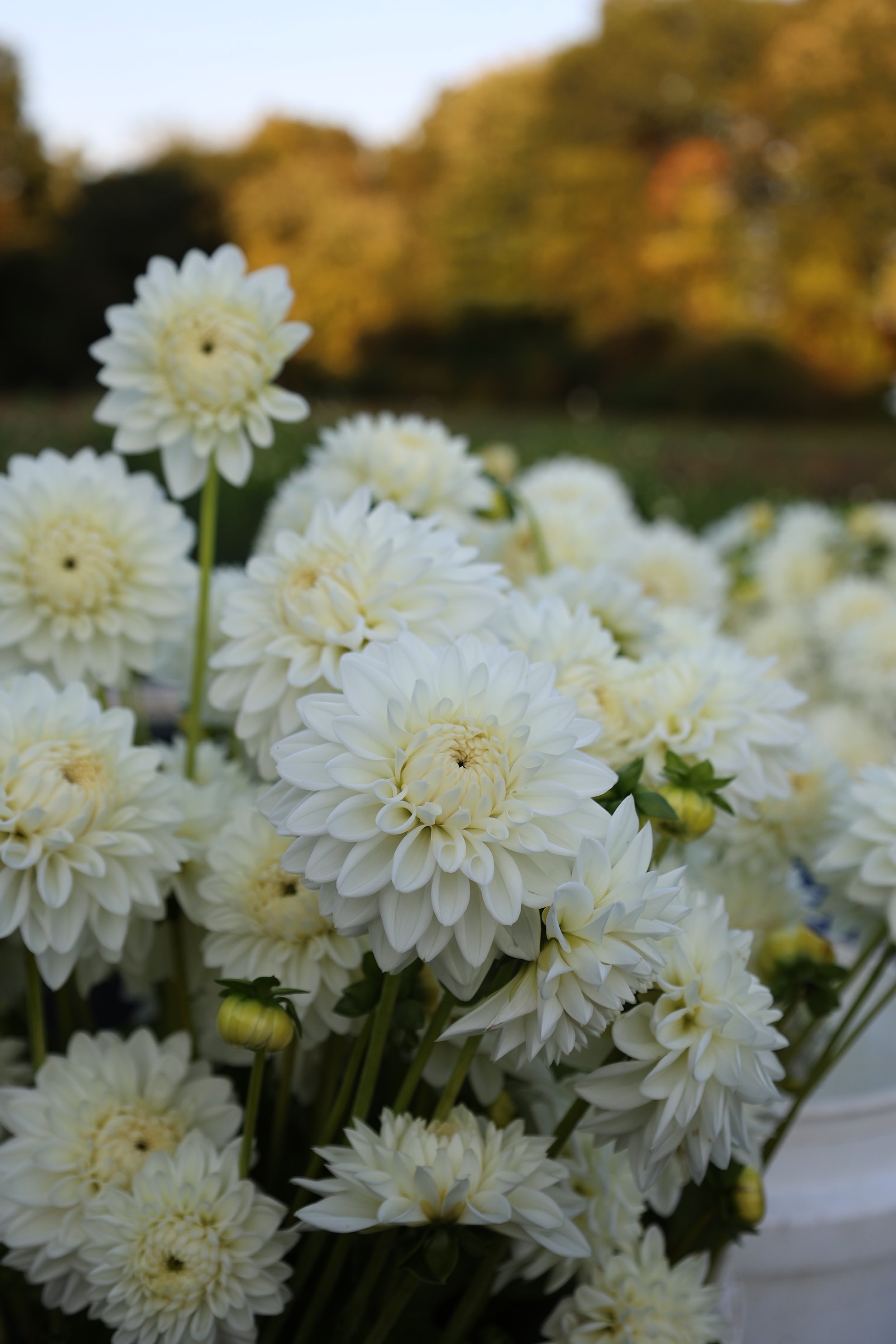 BULK BAG Boom Boom White