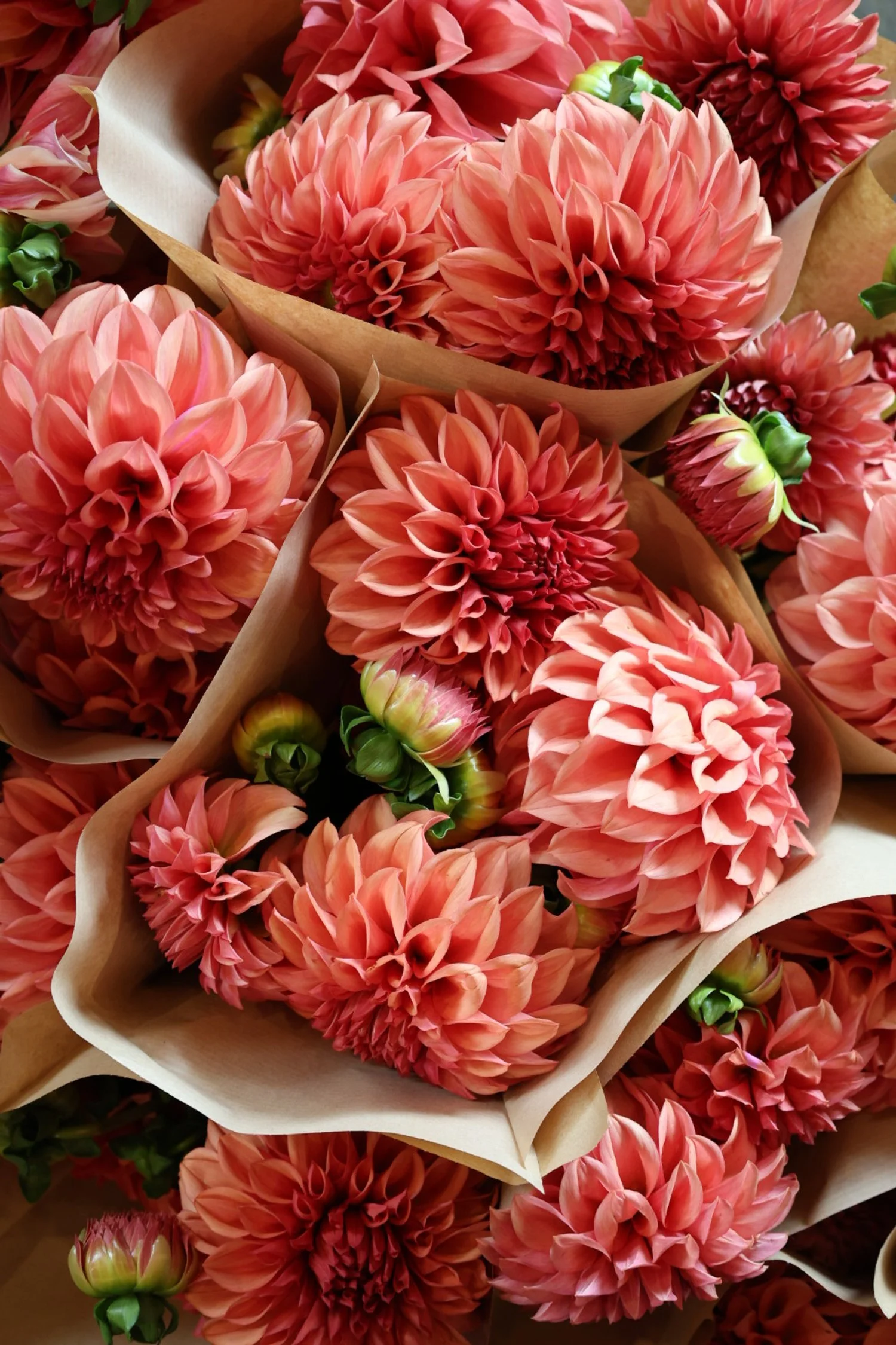 BULK BAG Orange Globe Dahlia