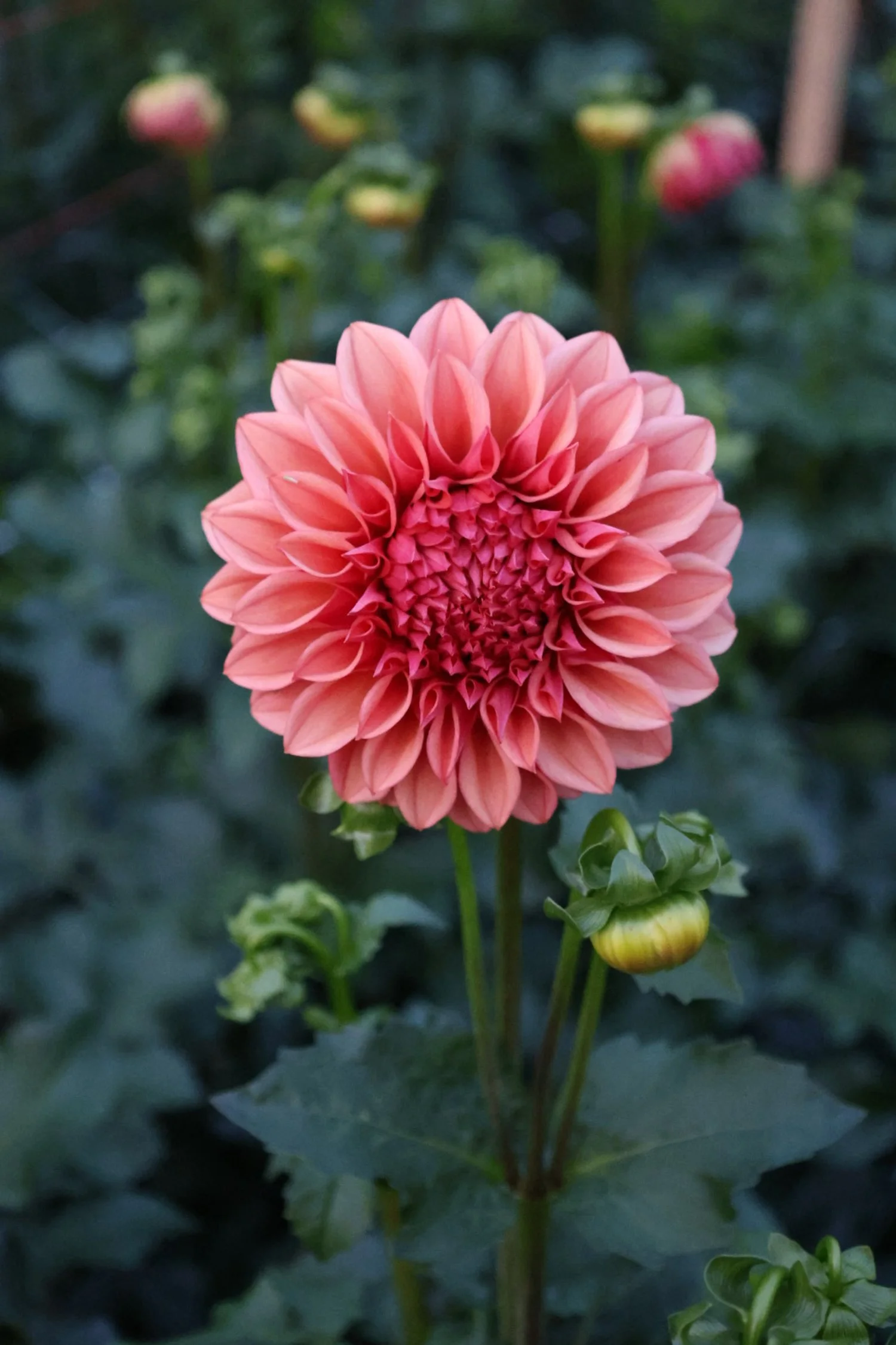 Orange Globe Dahlia