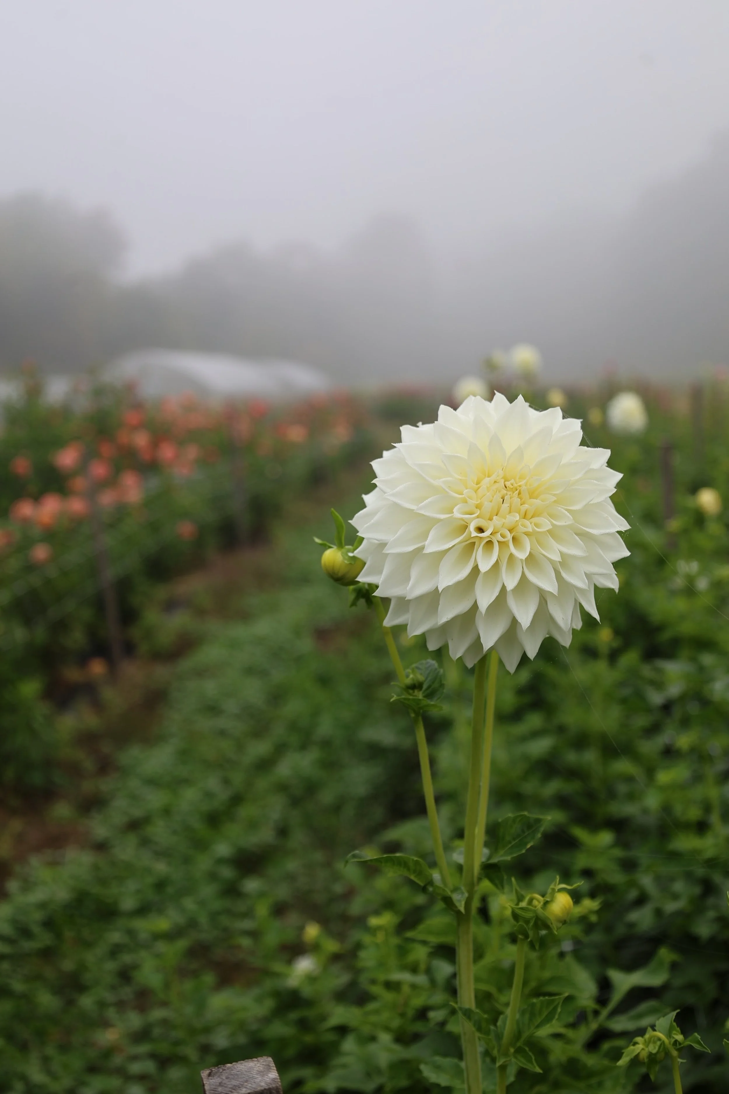 Blizzard Dahlia