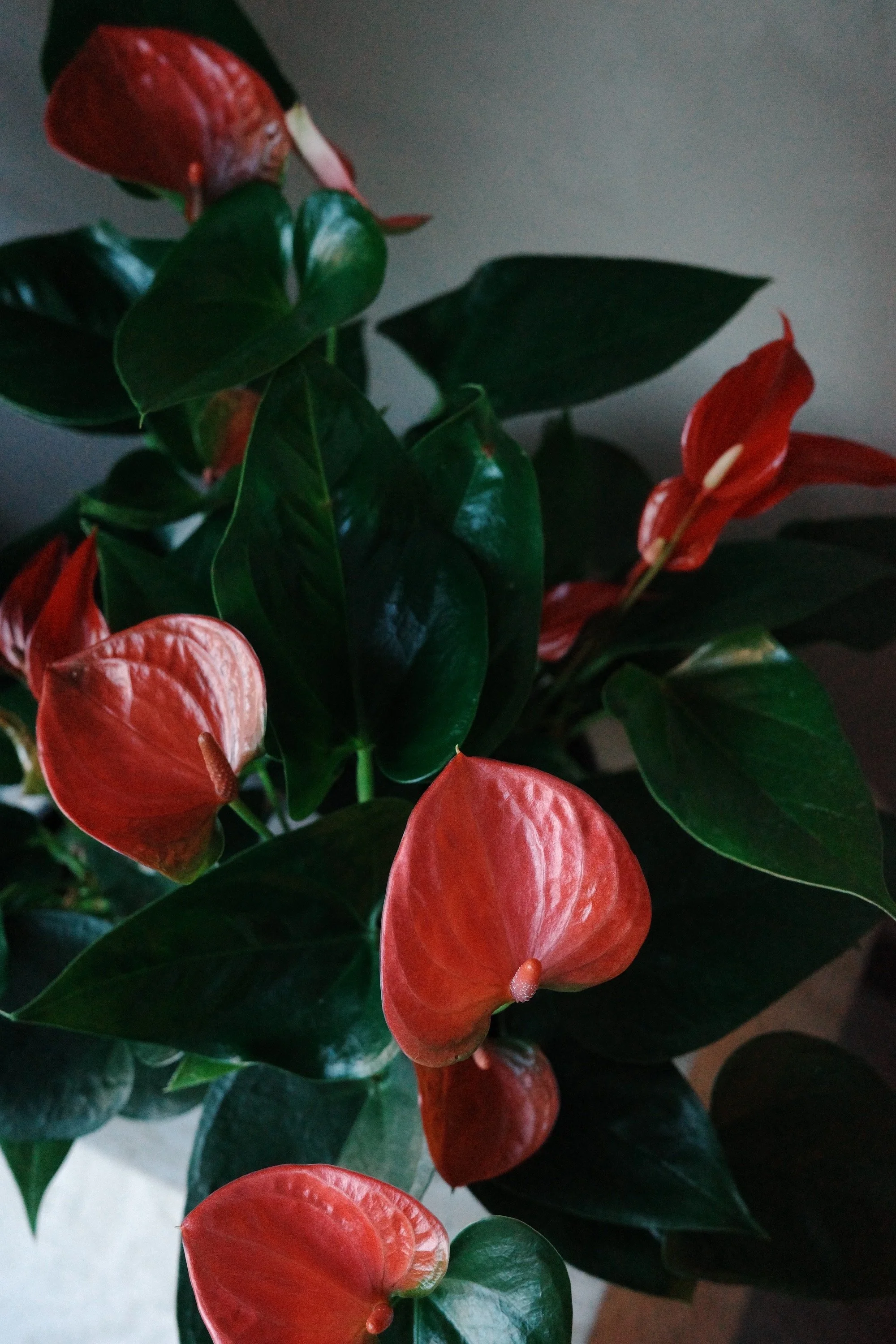 Valentine's Collection | Anthurium Plant