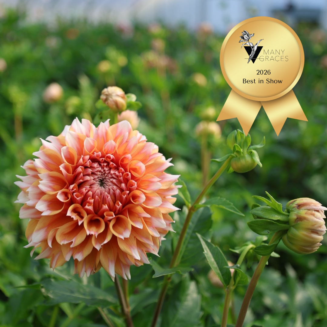 2026 Best in Show OIce.png