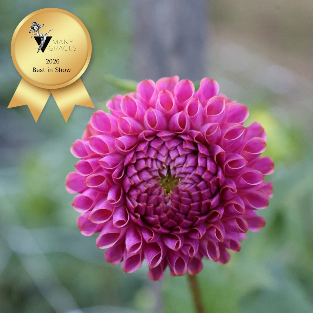 Caitlin's Joy Dahlia