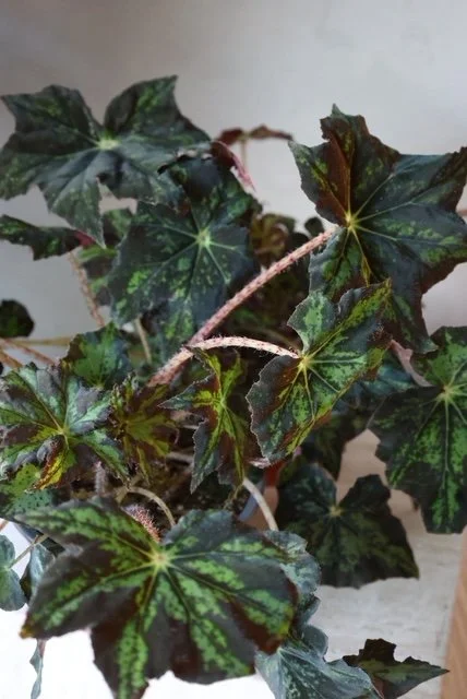 Valentine's Collection | Rex Begonia Plant