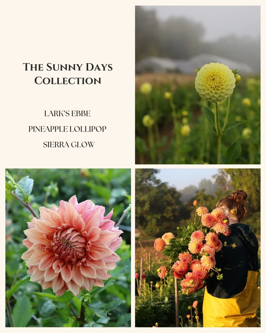 Sunny Days Collection (1).jpg