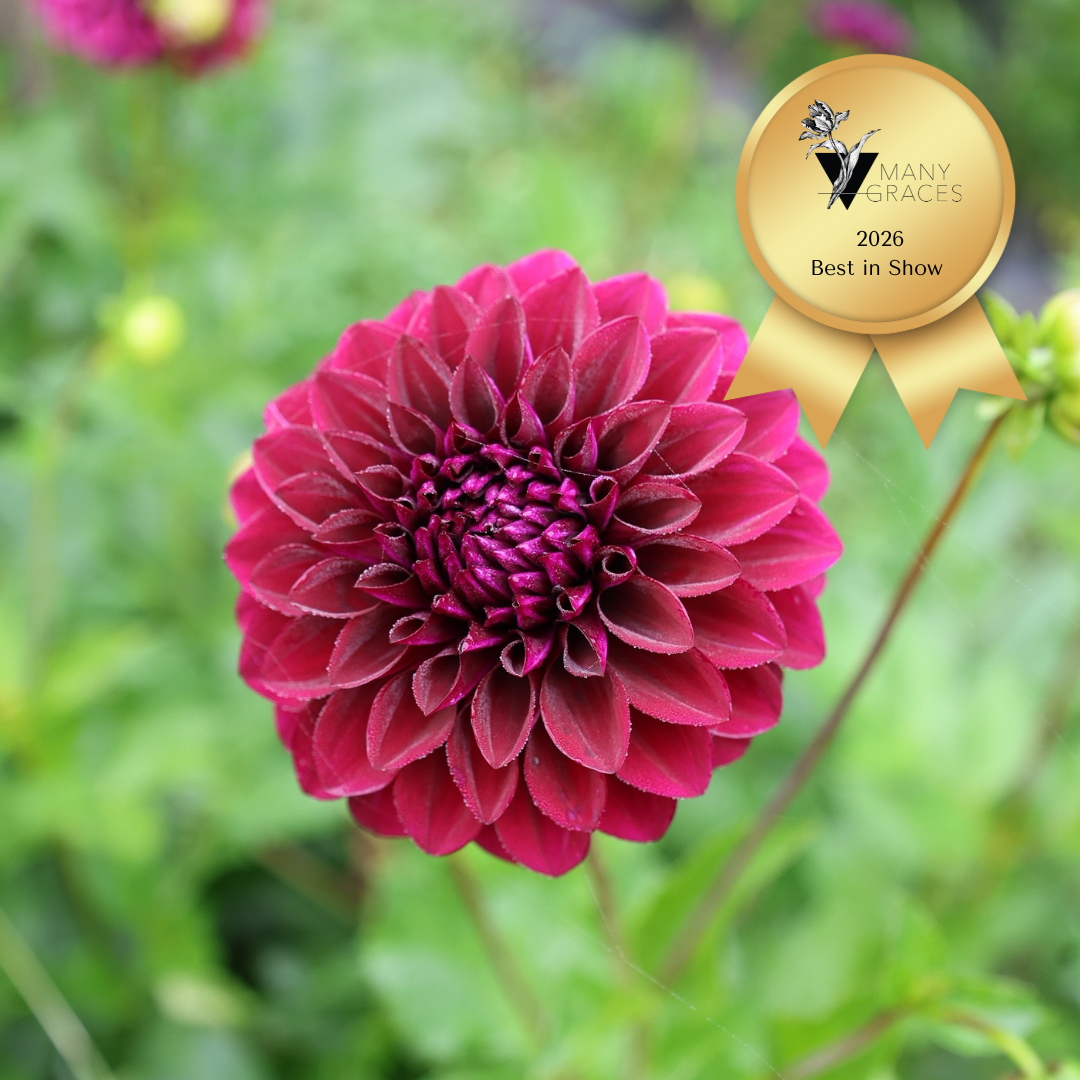 _2026 Best in Show Lynn.png