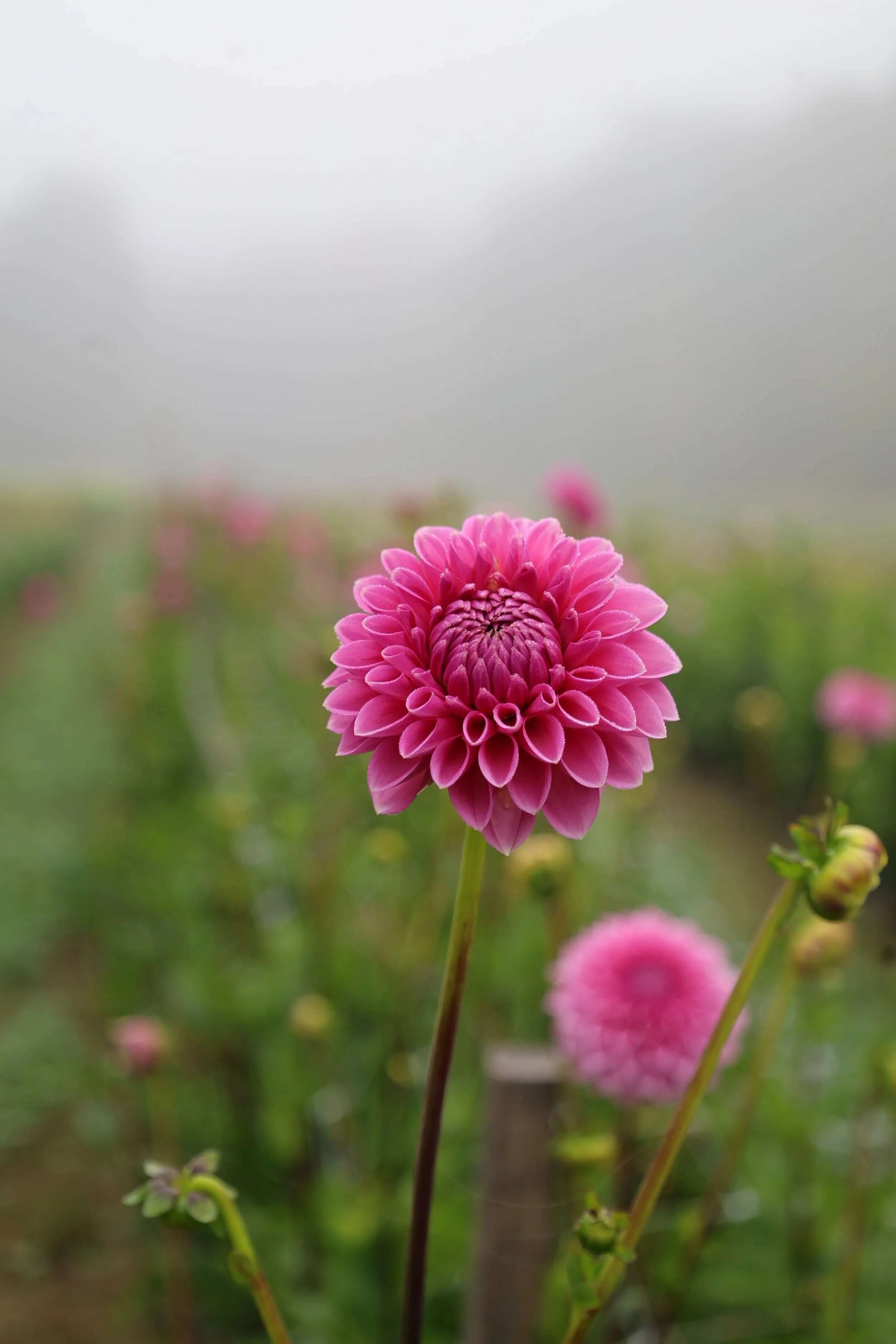 Pink Sylvia Dahlia