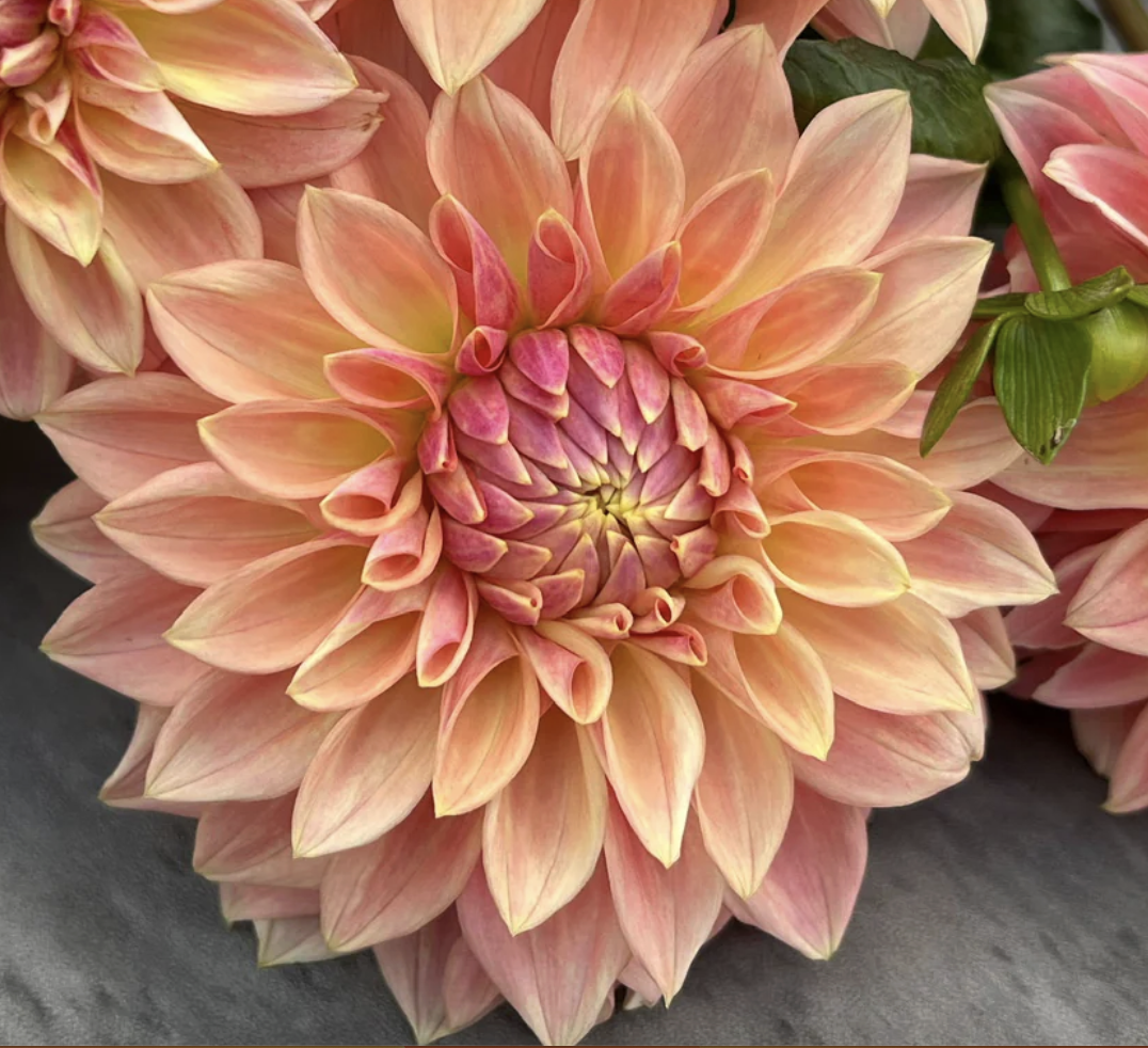 Bloomquist Alan *NEW*