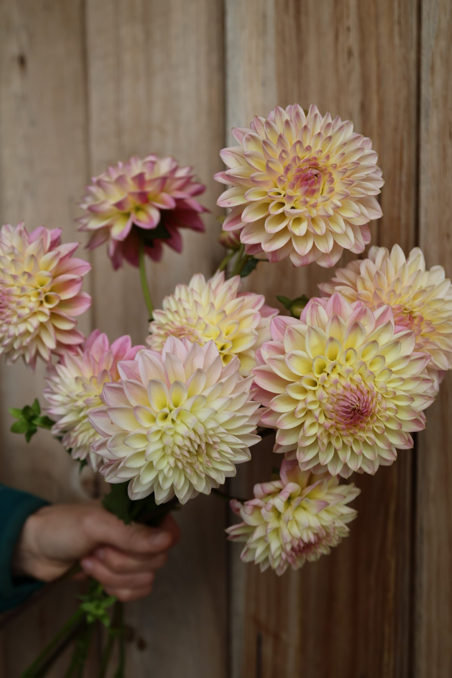 Castle Drive Dahlia *LIMIT 1 PER PERSON*