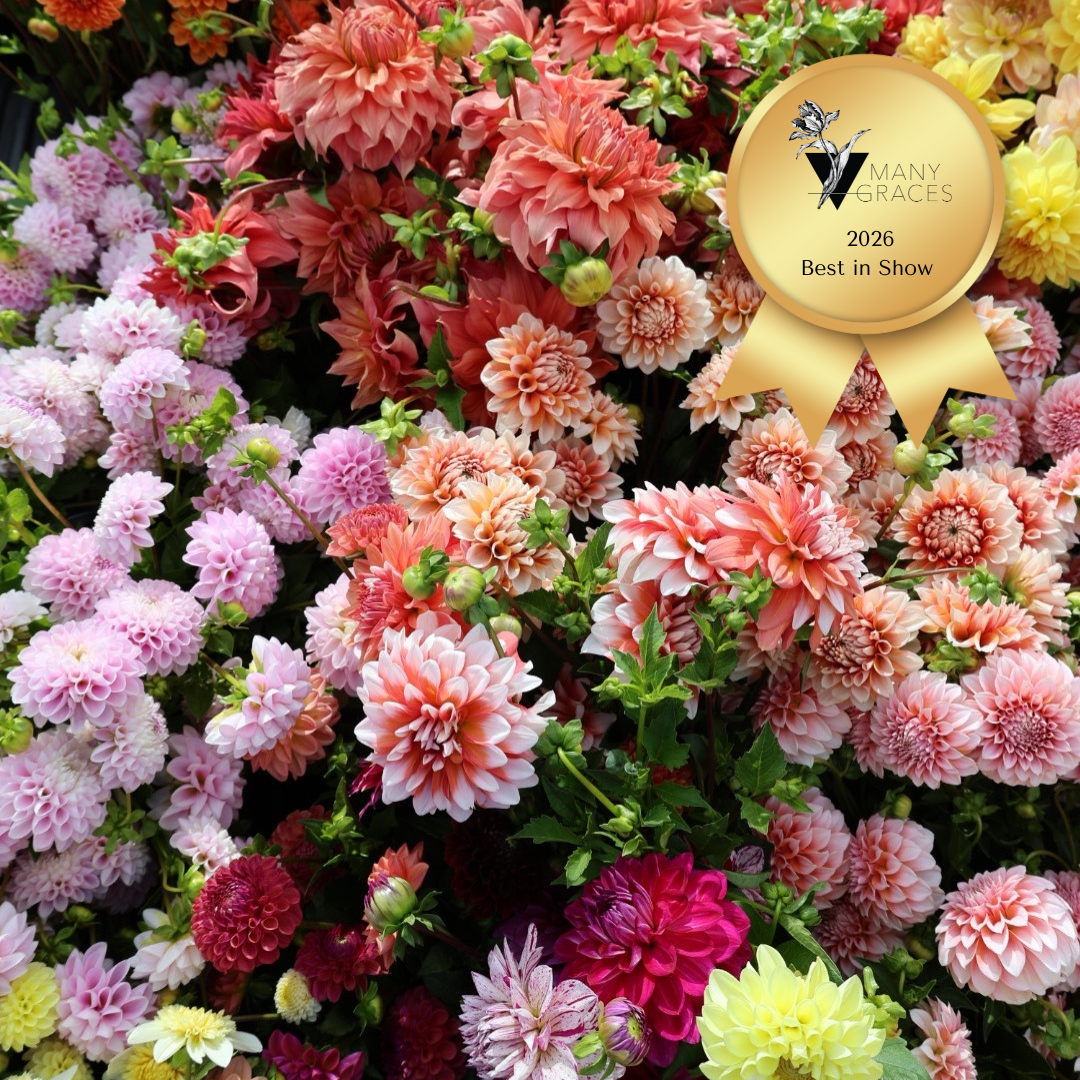 2026 Best in Show Bulk.png