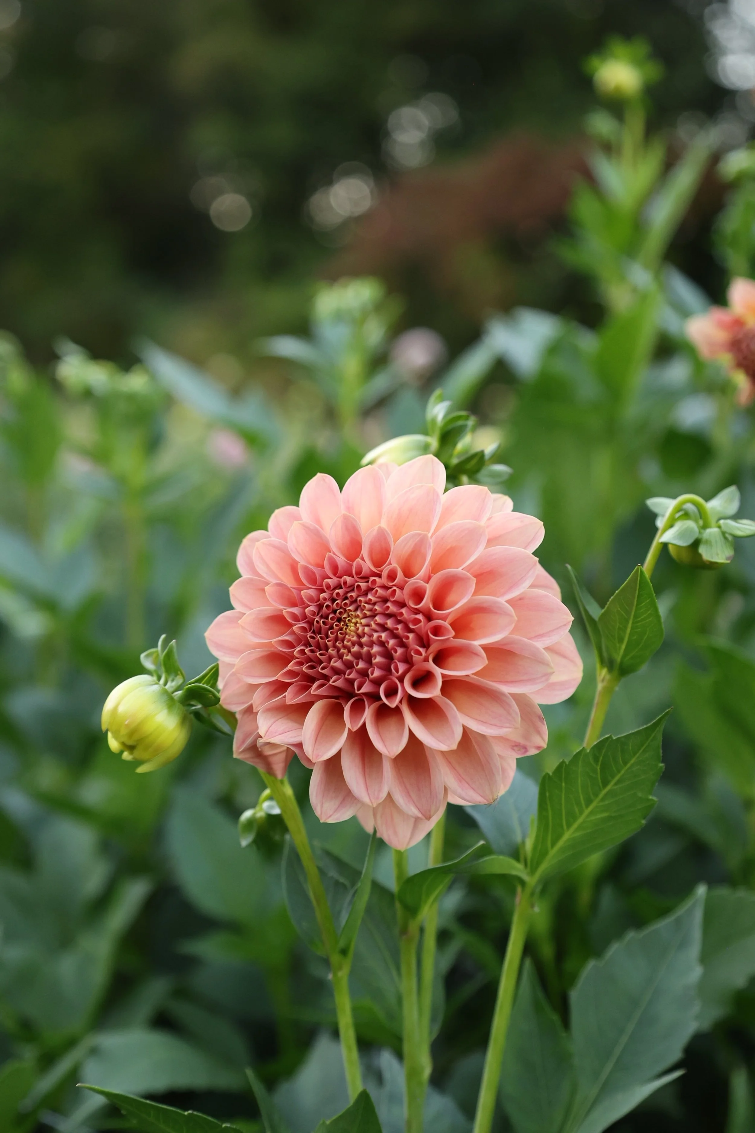 Rock Run Ashley Dahlia