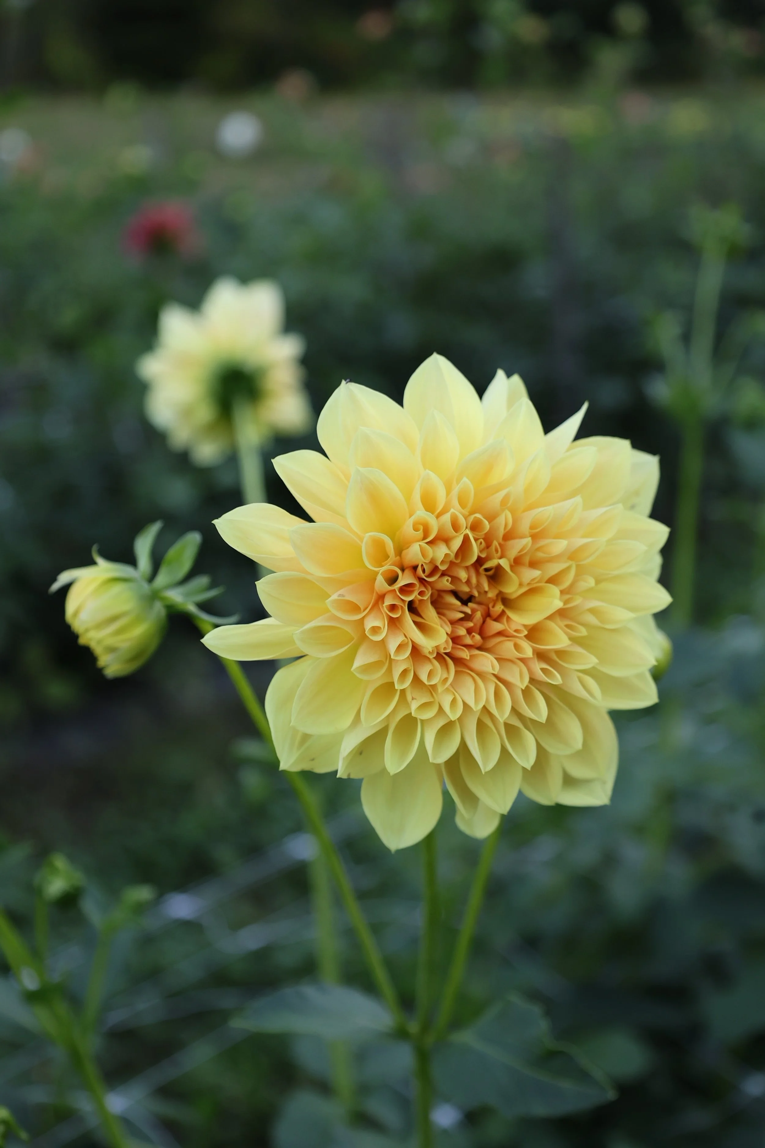 Hamari Gold Dahlia