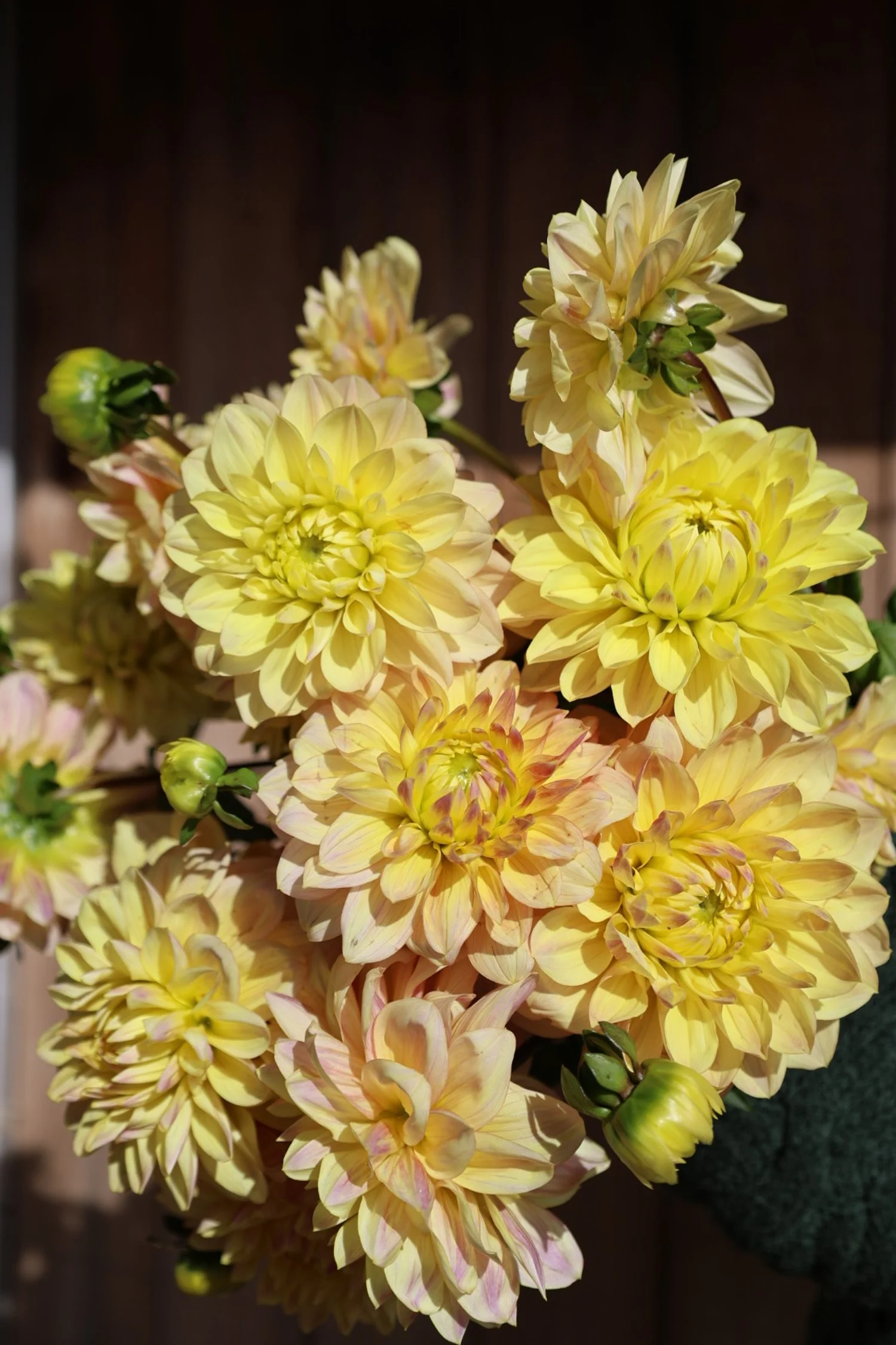 Wyn's New Pastel Dahlia