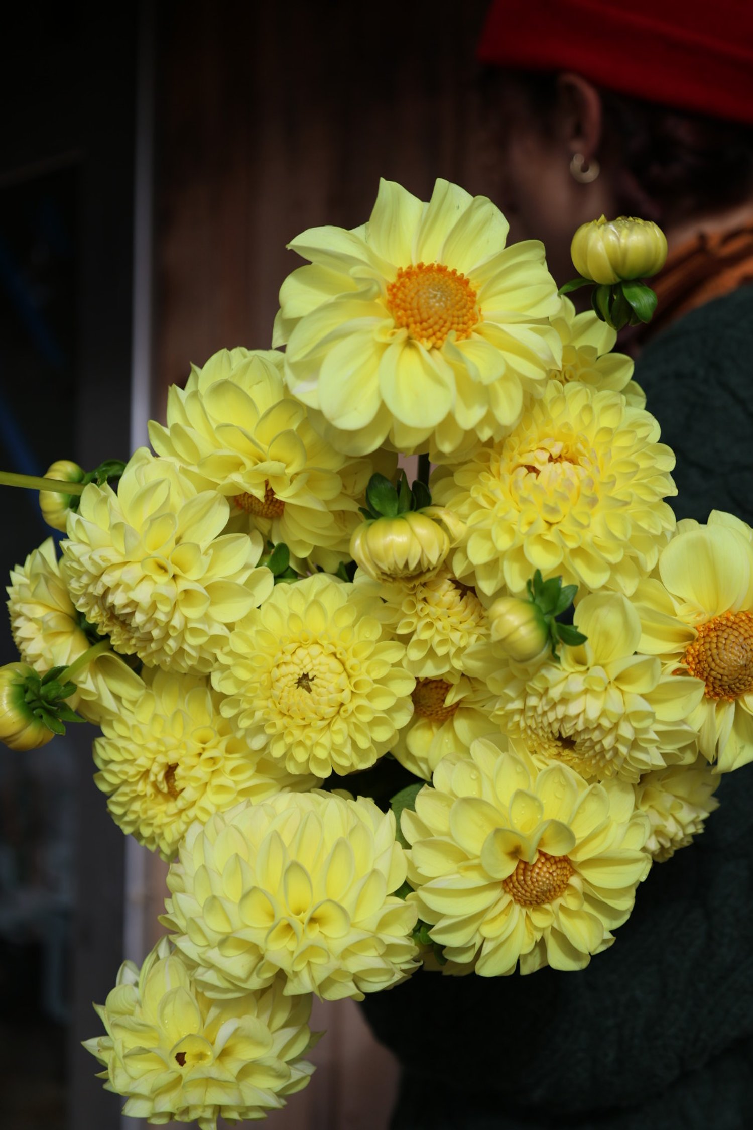 Jowey Martina Dahlia