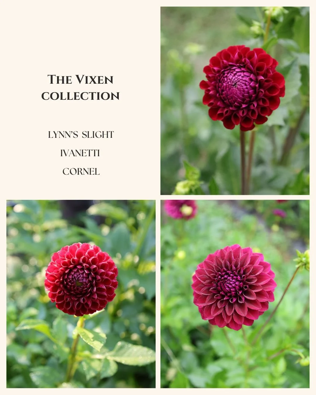 The Vixen Collection.jpg