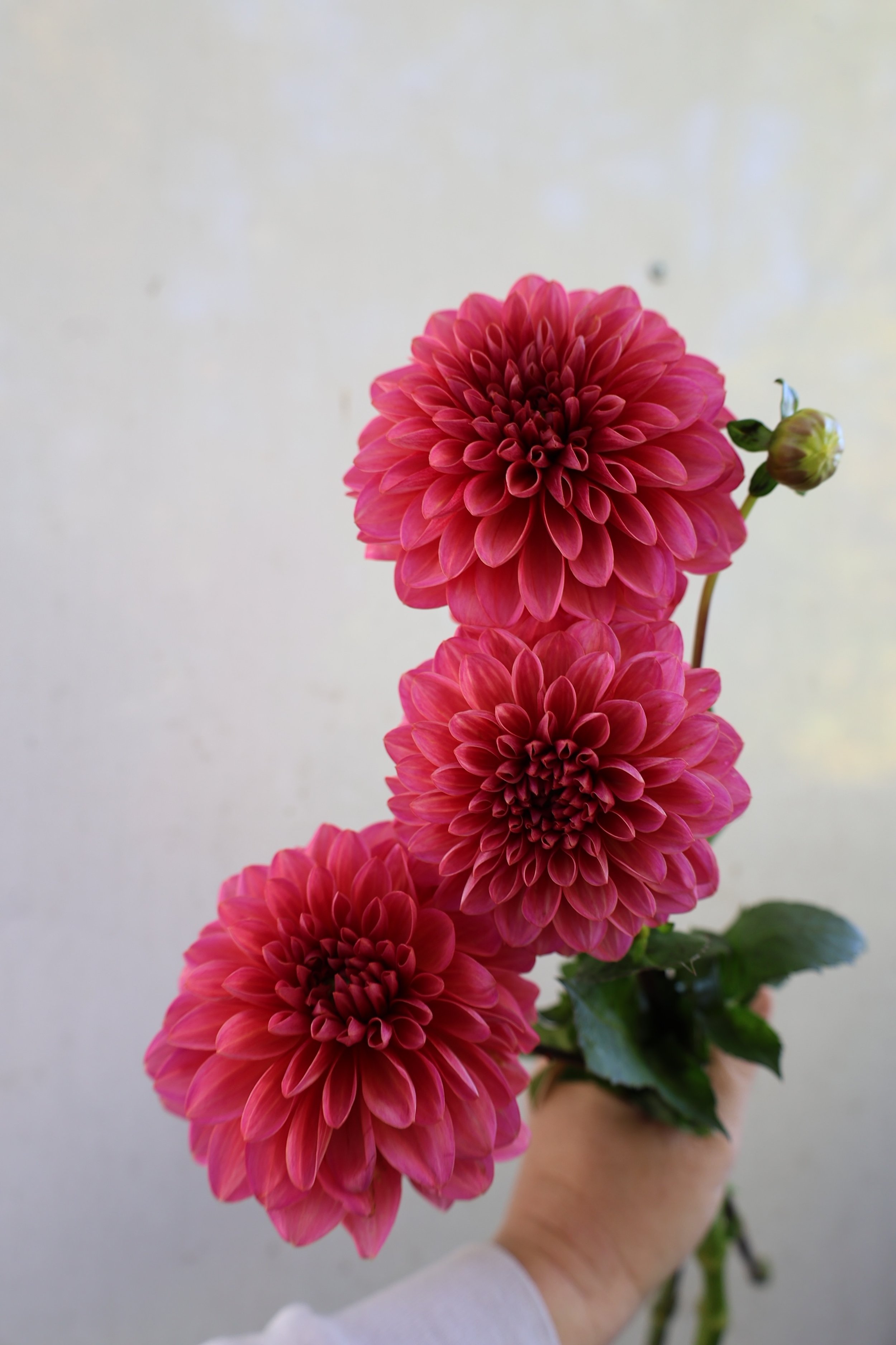 Salmon Runner Dahlia *NEW*