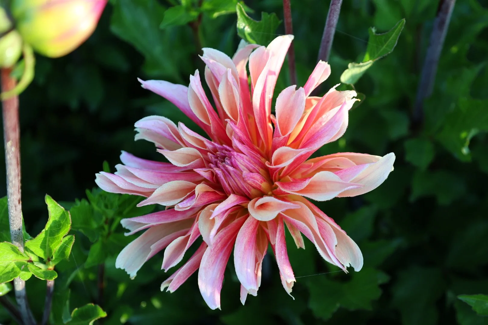 Labryinth Dahlia