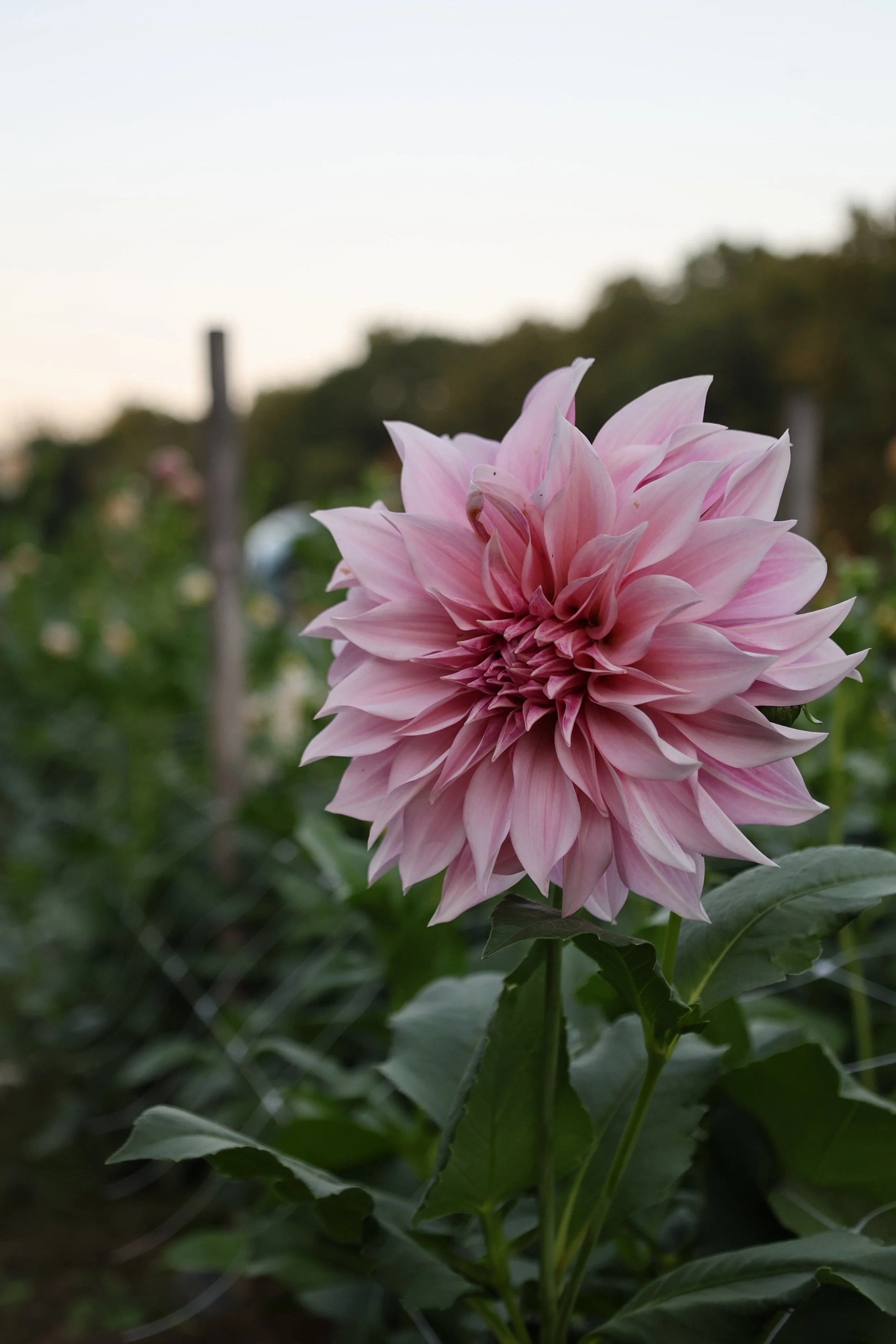 Cafe Au Lait Dahlia