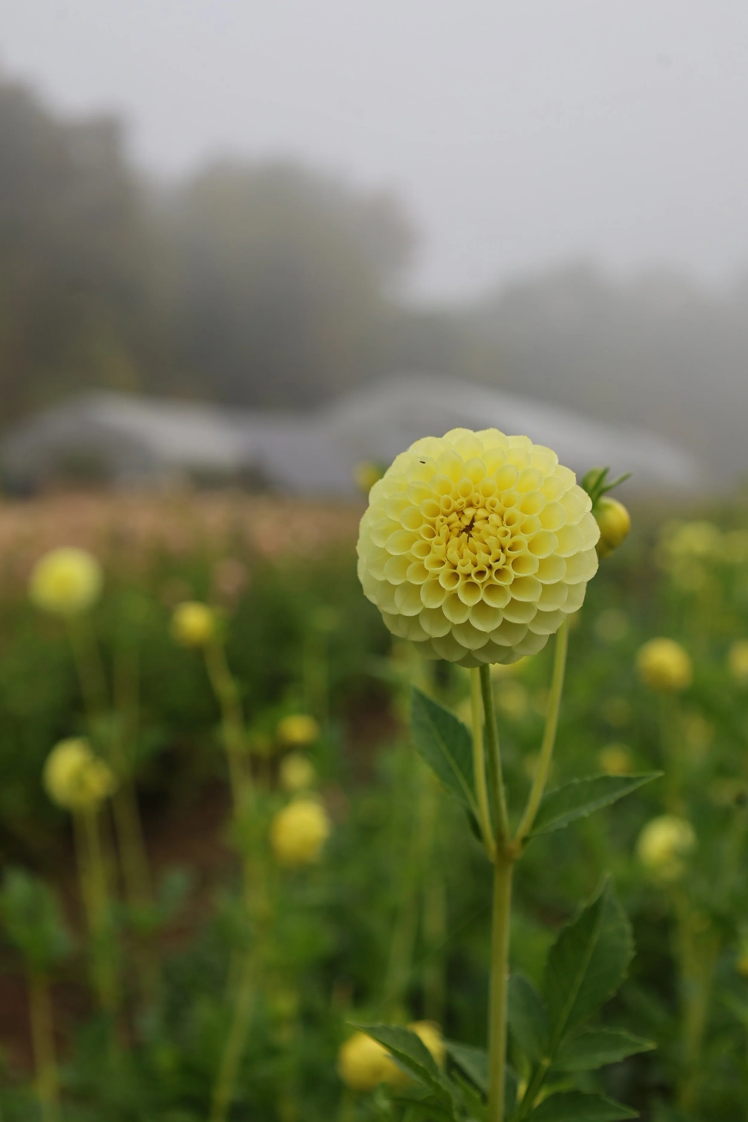 Pineapple Lollipop Dahlia