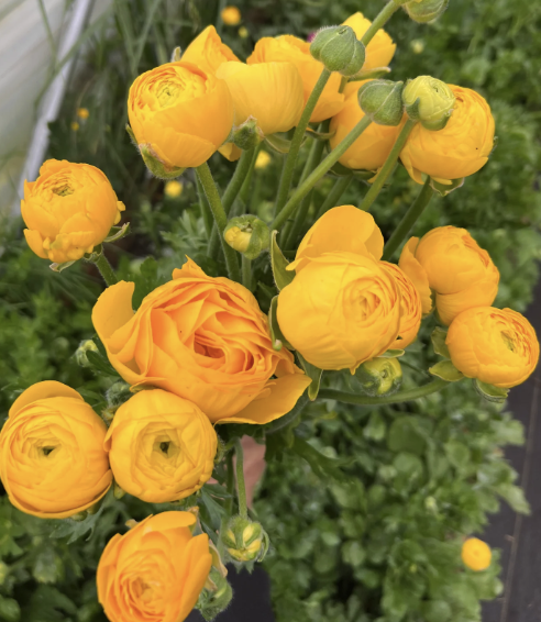 Screenshot 2026-01-17 at 11.23.59 AM.png