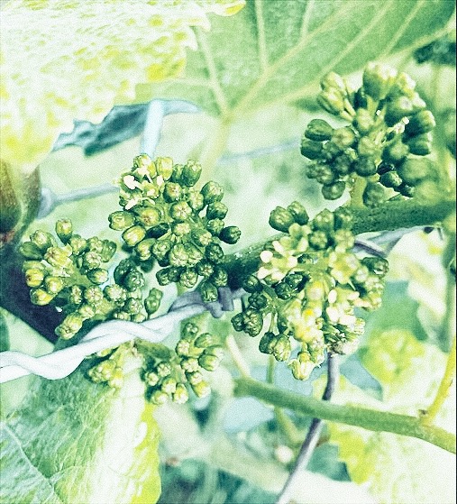 image1.jpeg