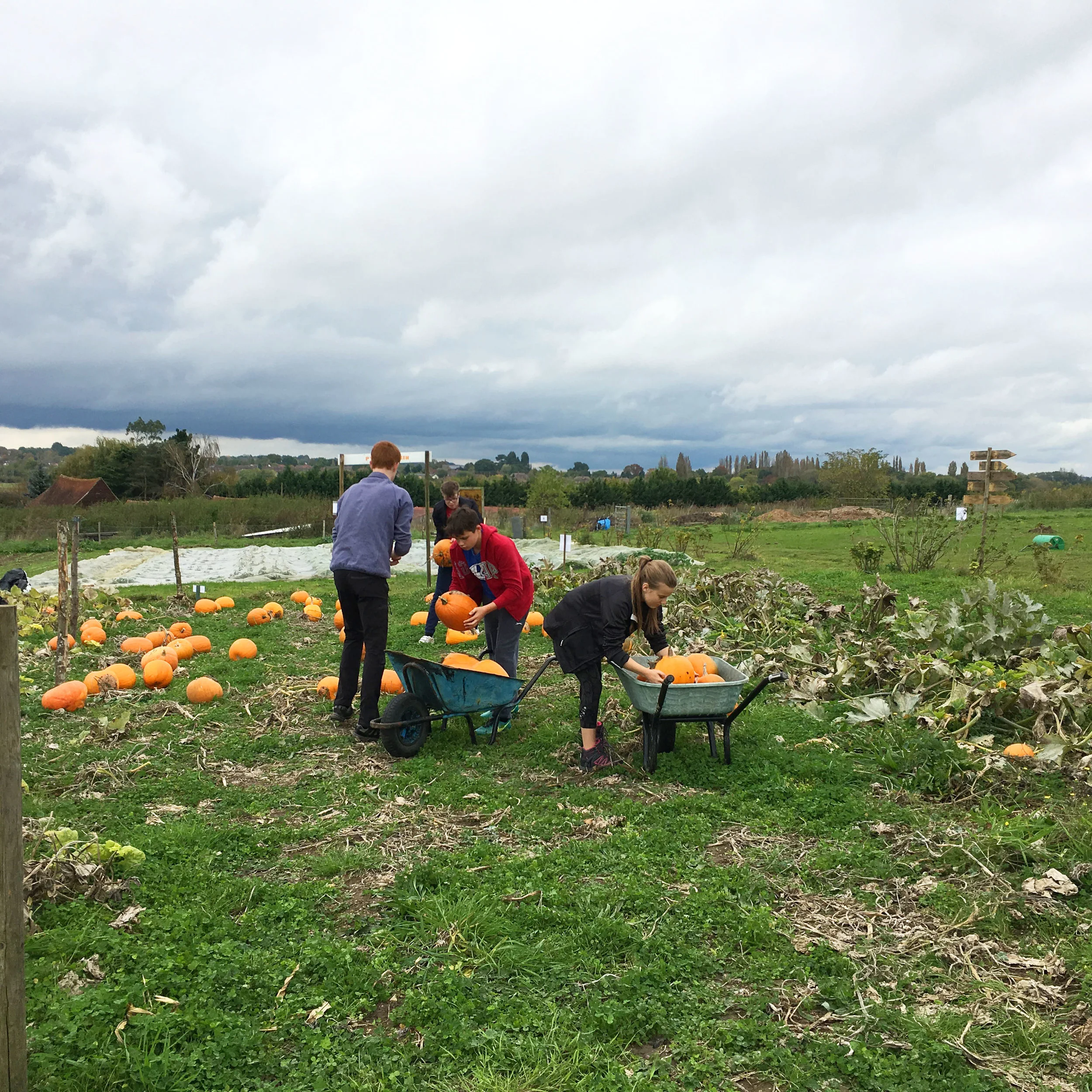 Farnham Community Farm