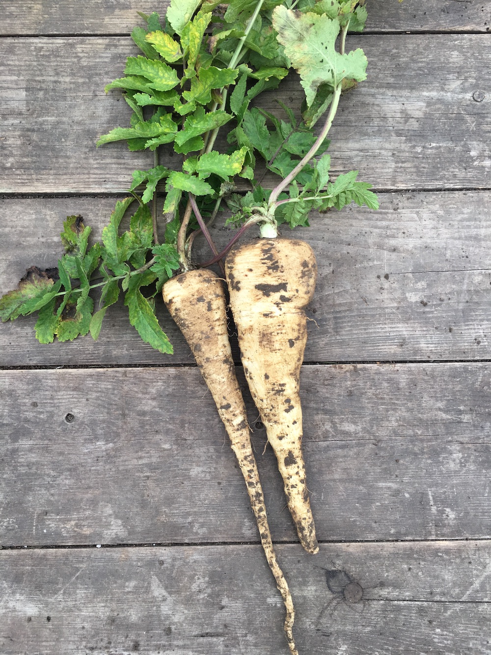 parsnip web.jpg