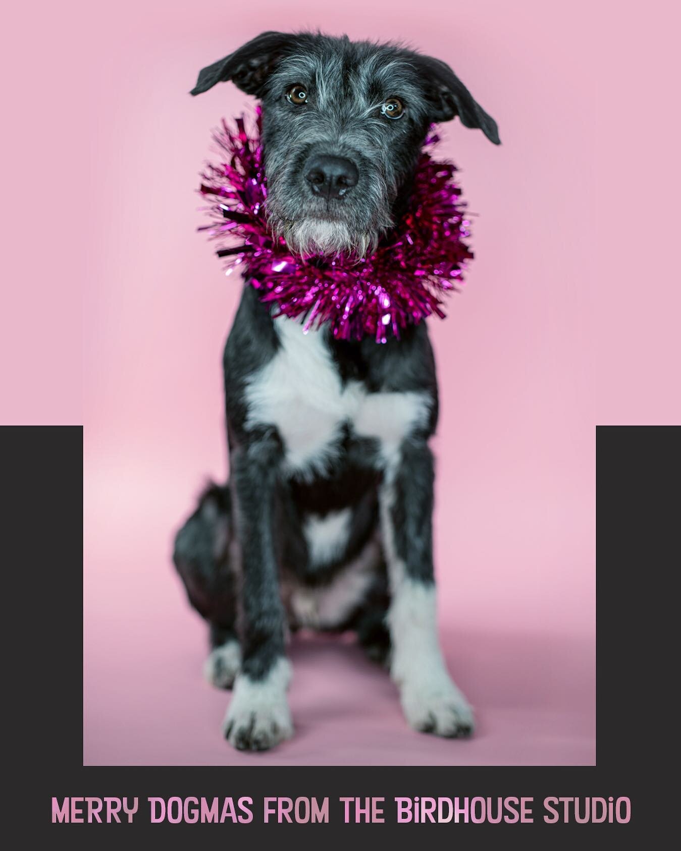 Happy holidays from all of us at Birdhouse, including our latest addition to the doghouse, Pork Chop.

#hatchedbybirdhouse #editsuitedogs #rescue #porkchop #doghouse #merrydogmas #holidog #thebirdhousestudio