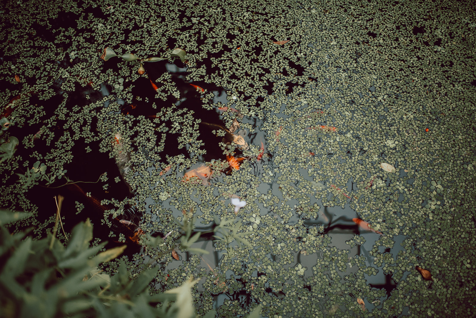 Edinburgh photographer Royal botanic gardens (164).jpg
