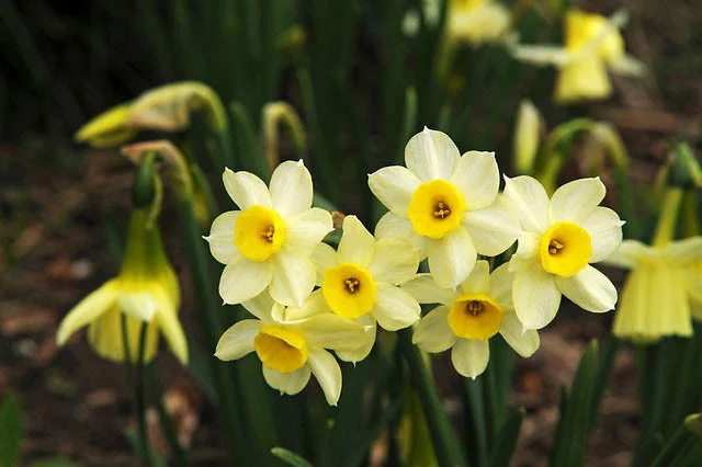 Spring bulb workshop