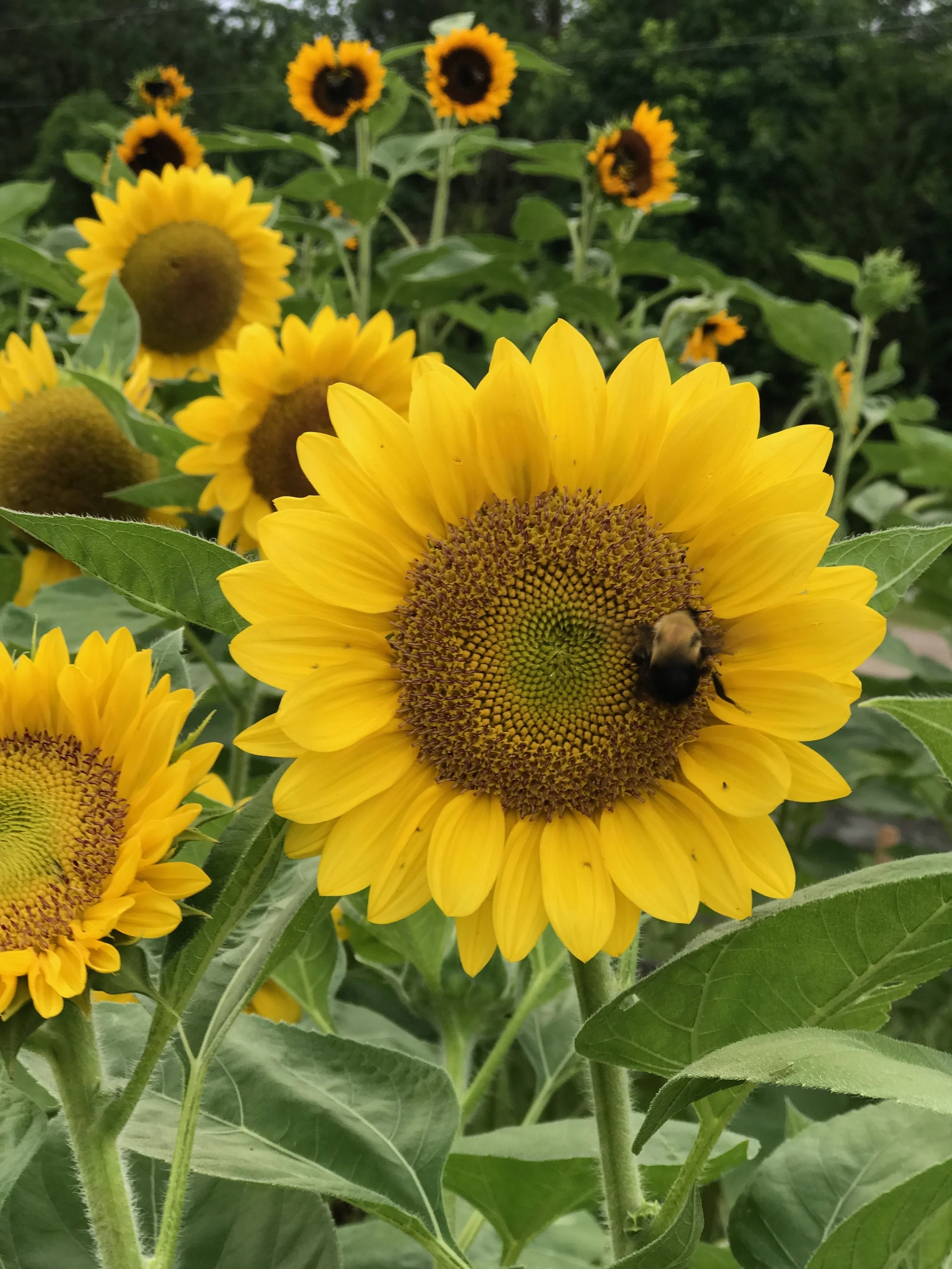 File Jul 07, 10 53 13 AM.jpeg