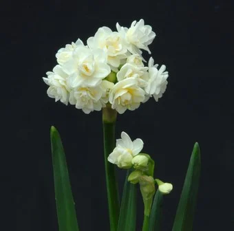 Erlicheer Narcissus.JPG