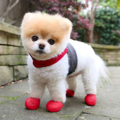 boo-in-boots.jpg