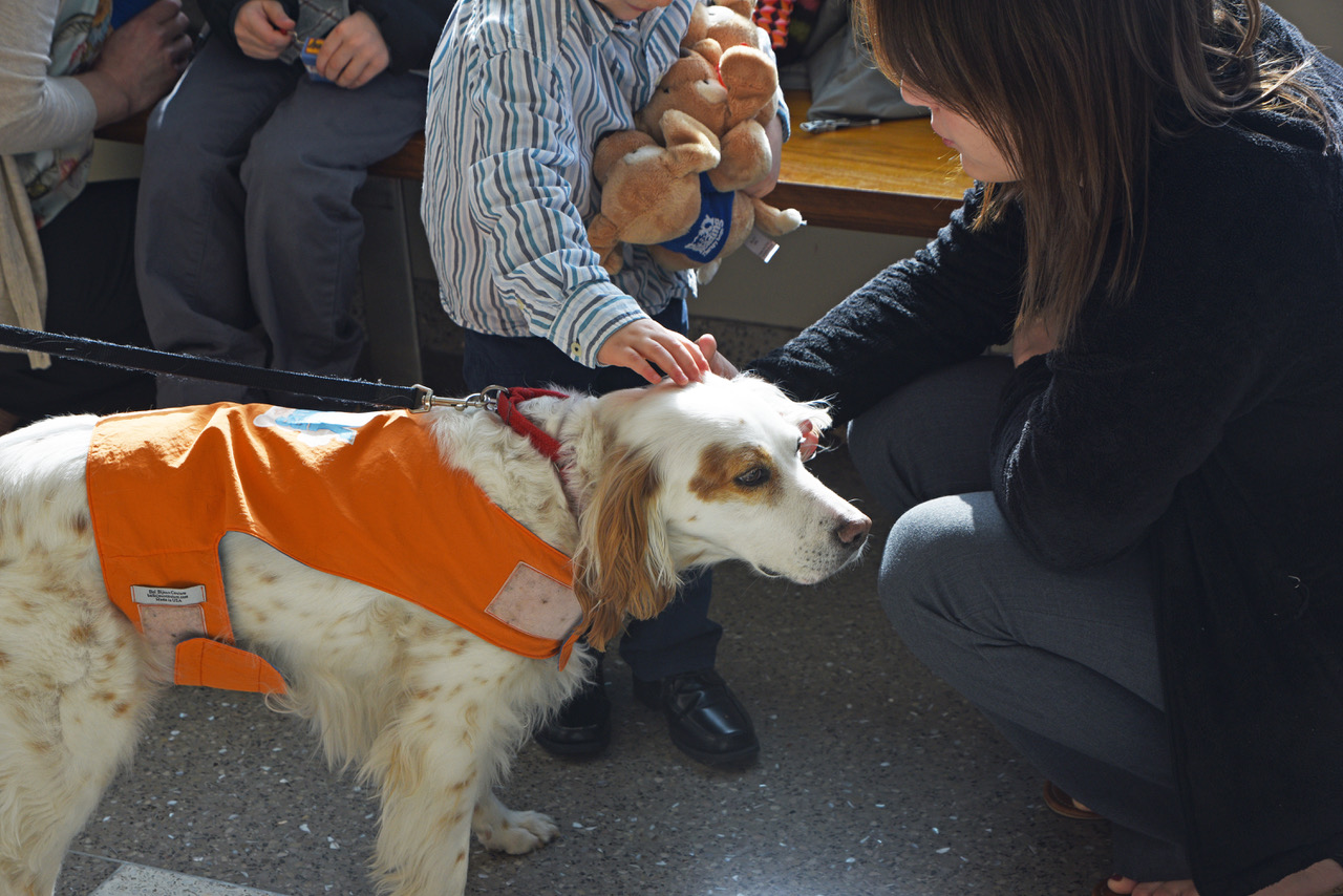 At the courthouse, a little boy pats Roxy therapy dog Emma with one hand and holds a fistful of Roxy Puppies with the other.