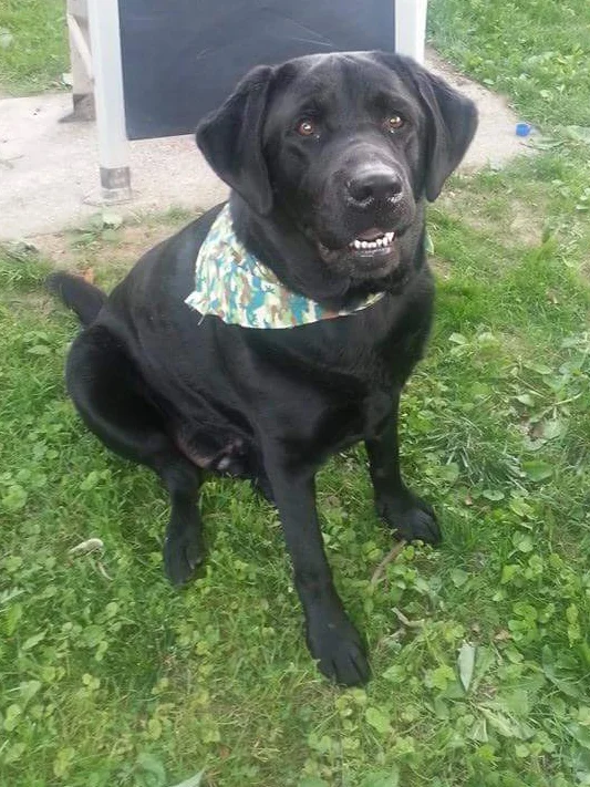 Elvis