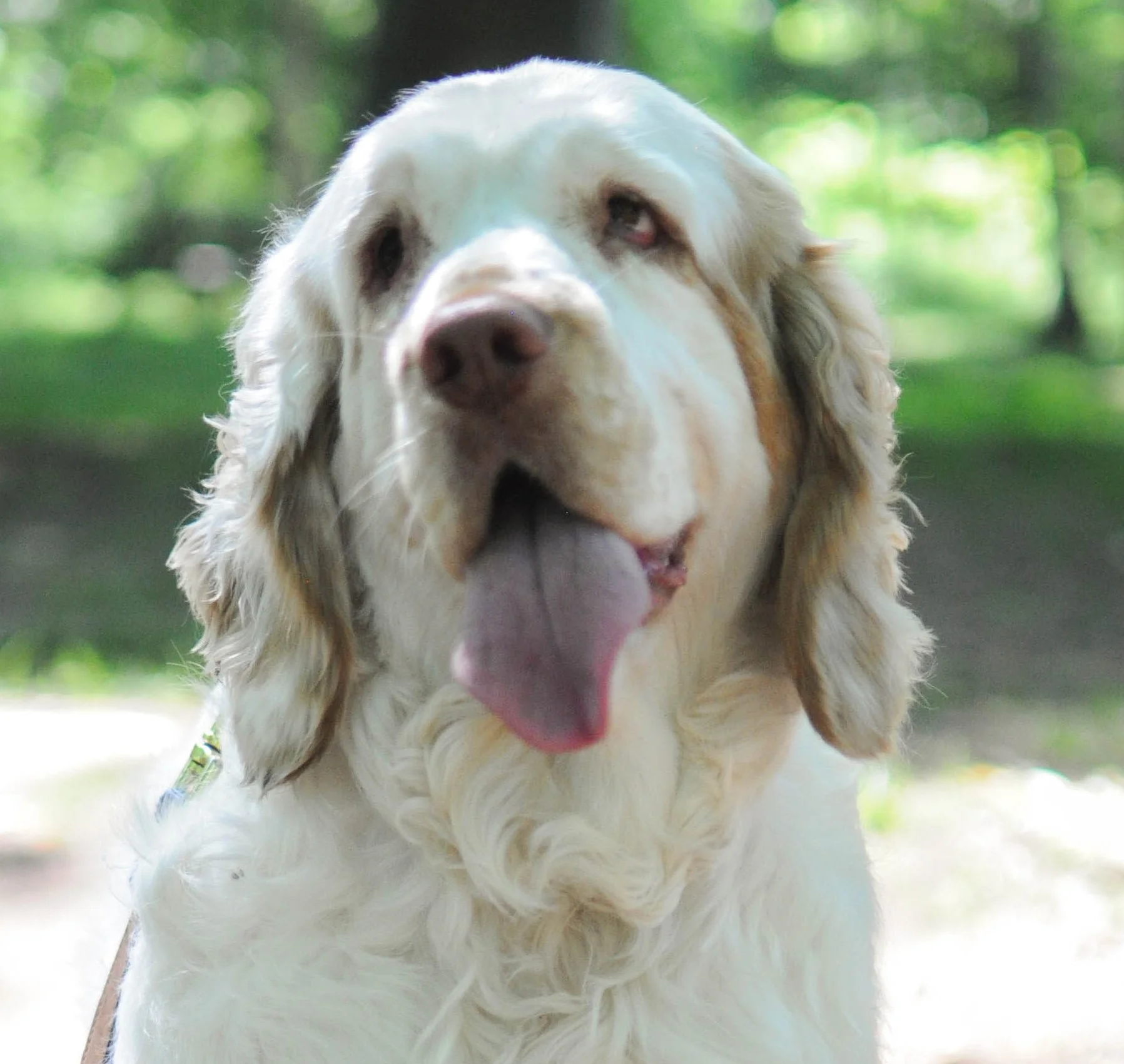 Roxy Therapy Dog Tess