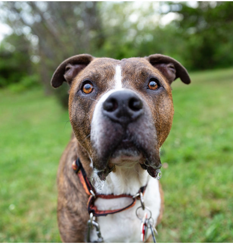 Roxy Therapy Dog Tigger