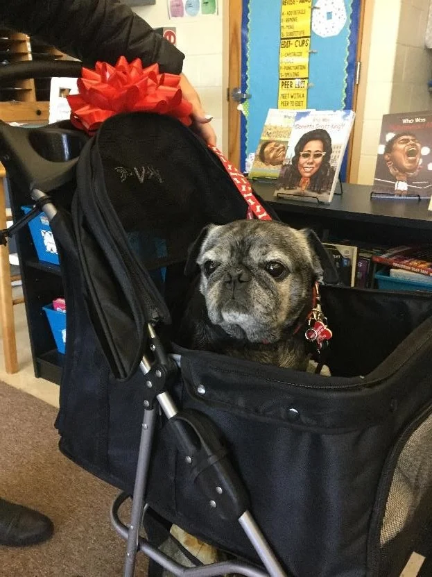 Gus enjoying his new stroller!