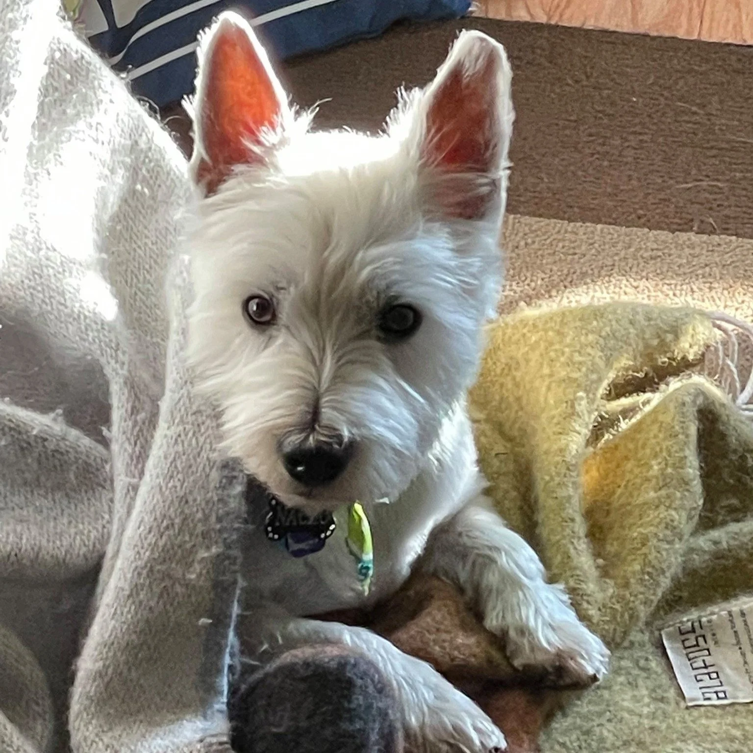 Nacho