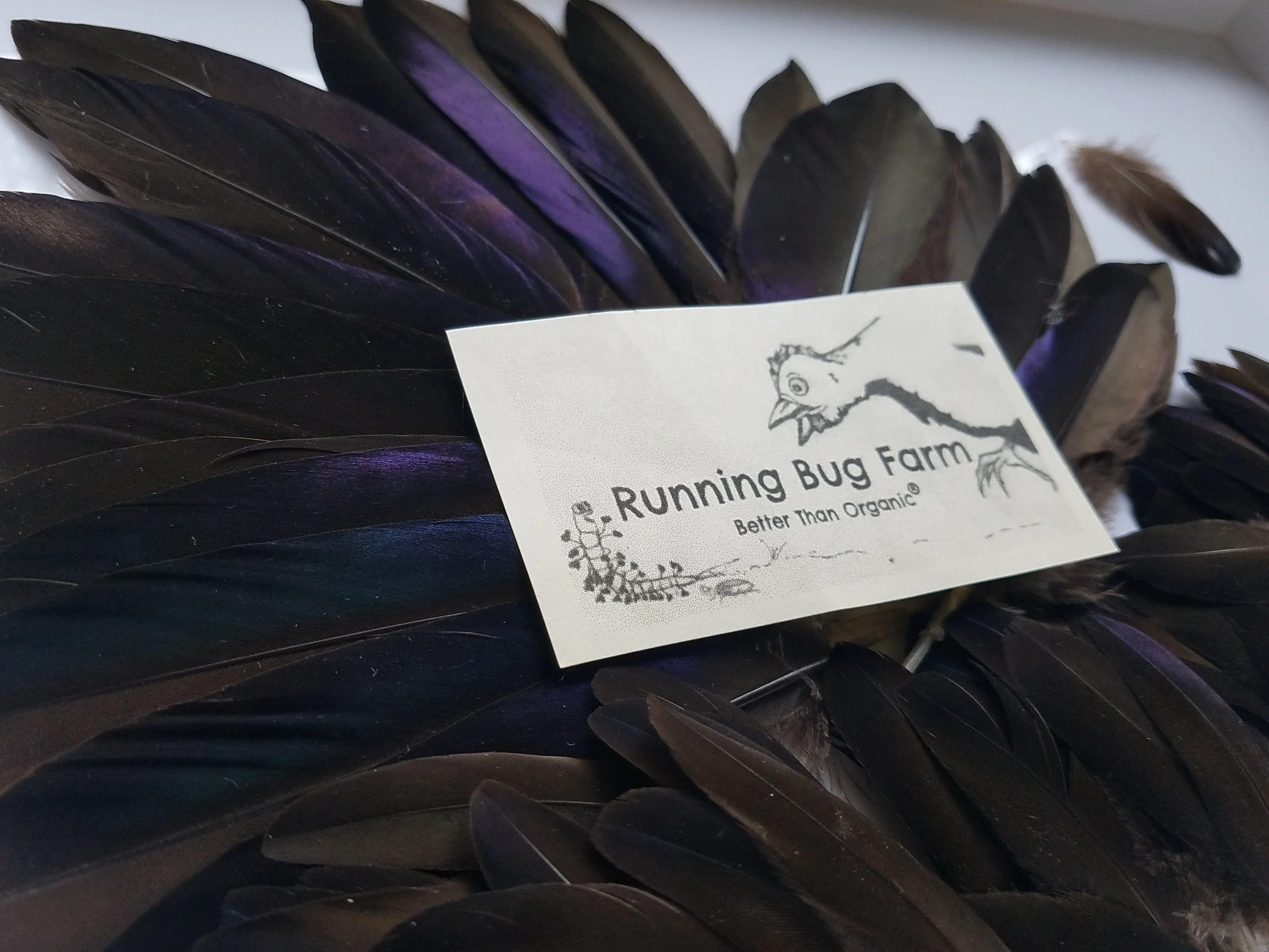 Black Runner Duck cruelty-free feathers from Running Bug Farm, a small family owned, mostly off the grid homestead in West Virginia. They raise all manner of heritage goose, duck, and chicken breeds, feeding all organic grains and grubs. Check out their story at www.facebook/runningbugfarm