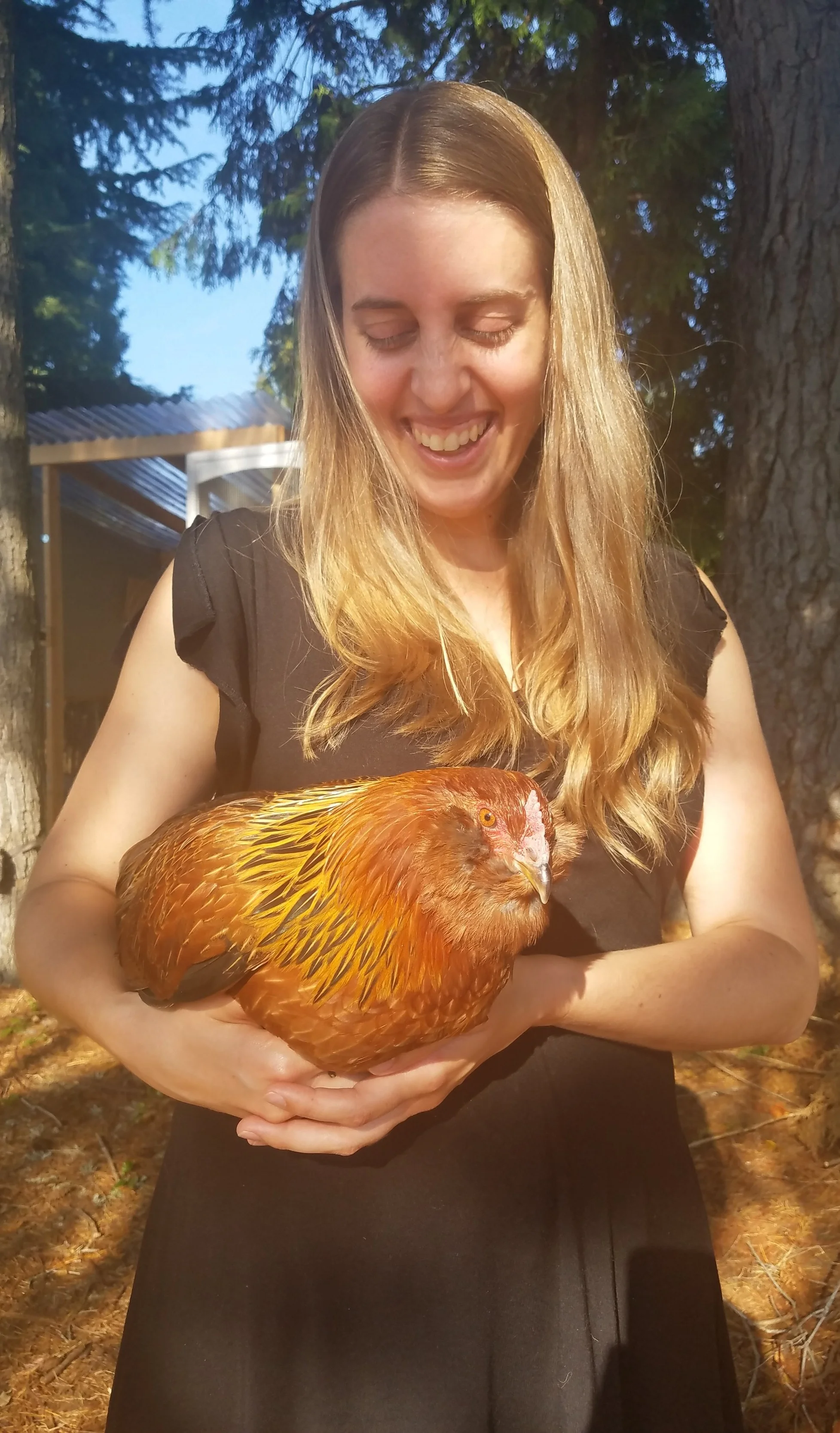 My lovely friend Kaye holding Penny, one of three Easter Egger hens she and her husband care for at their Pacific Northwest home. limited to three birds because they live within city lines, Kaye and Erik built the two story coop you see in the background, and they have a large back yard for Penny, Phoebe, and Rosie to frolic and find tasty bug treats. when I met and got to know these birds, I was delighted to learn they each have quite a distinct personality. And, super lucky for me, they also have gorgeous feathers with unique coloration and rich color, thanks to the multitude of breeds that have mingled in prior generations.