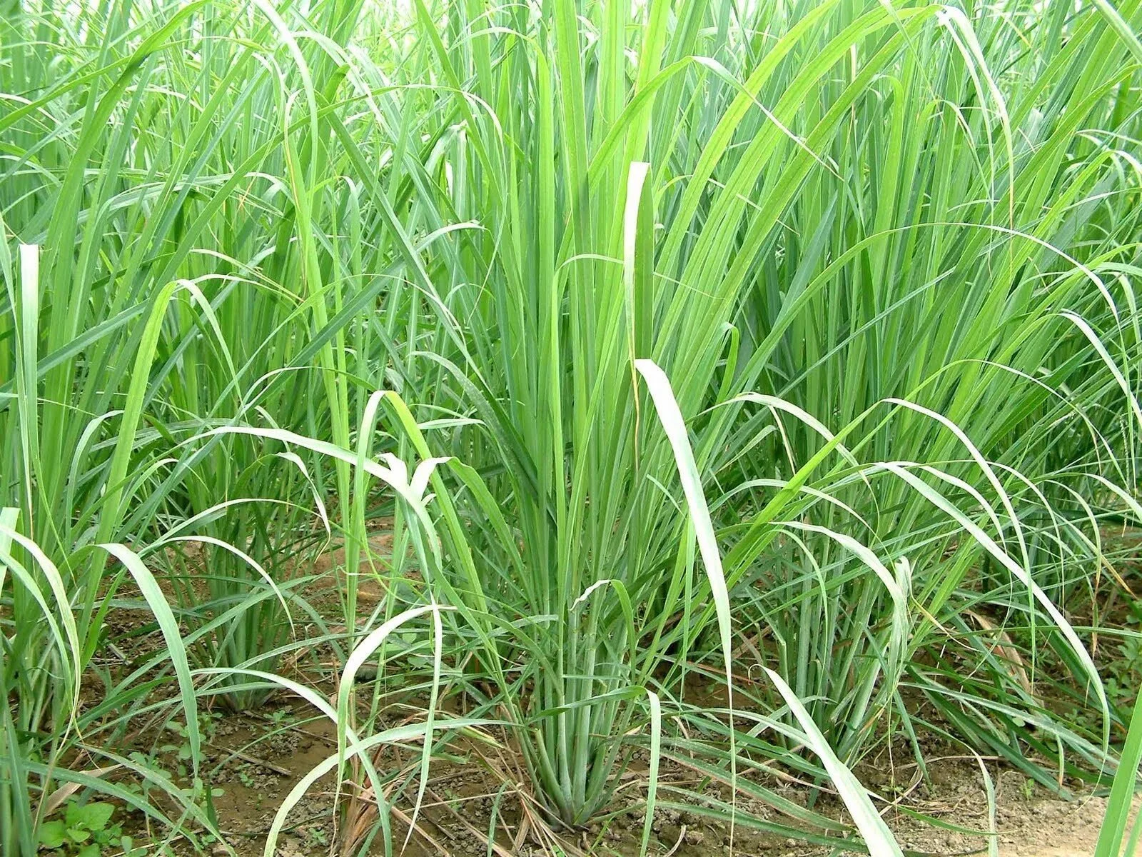 lemongrass kiss.