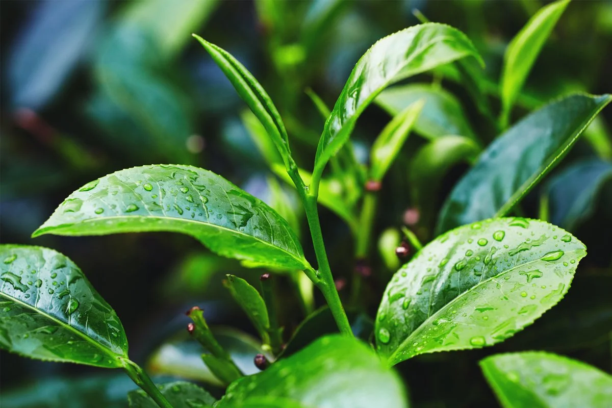 tea tree kiss.