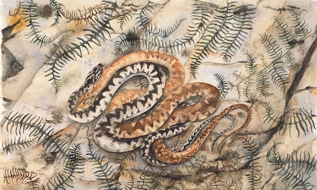 Adder from The Lost Words. Photograph: Jackie Morris.