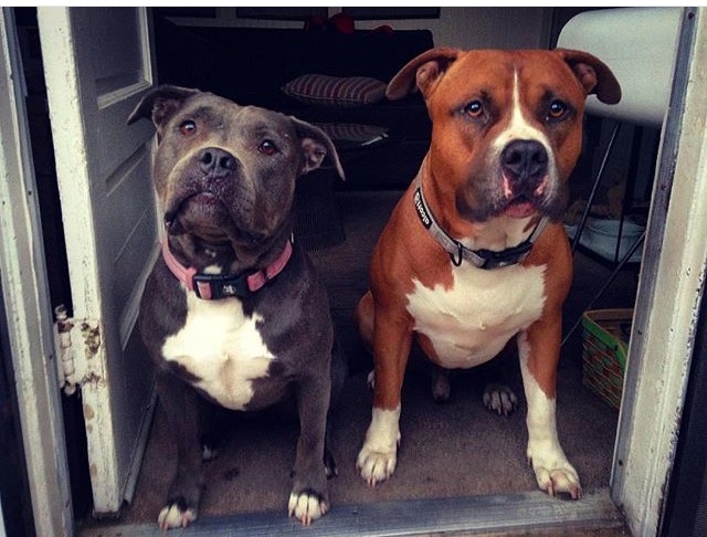 Our Warrior Pups!