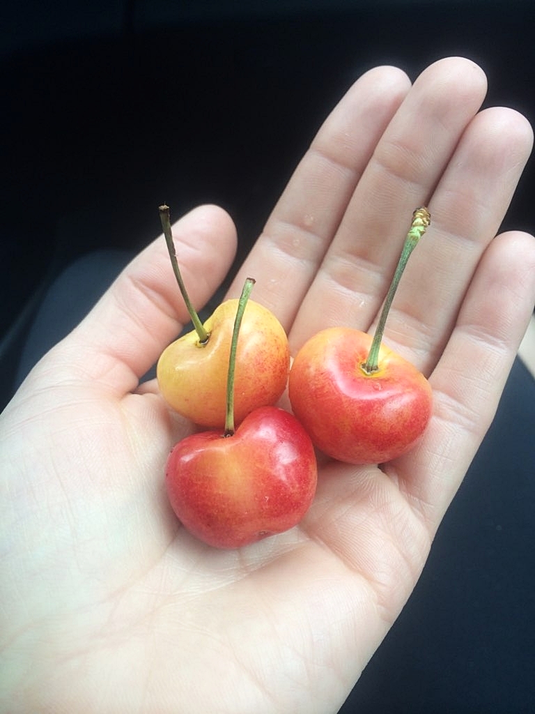 Fresh Cherries