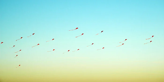 15kites.jpg