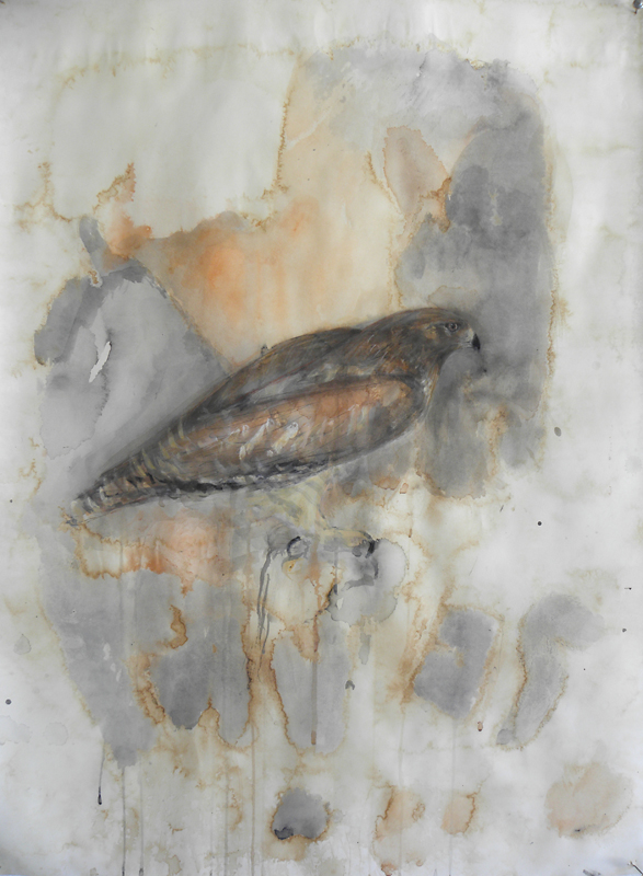  "RW Hawk," 2010 Korean watercolor, sumi-e ink, coffee, and beeswax on Japanese paper 30 x 22 