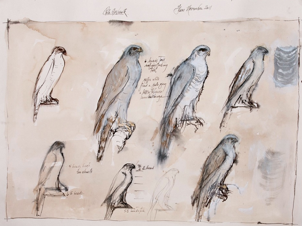  "Pale Goshawk Study," 2011 Korean watercolor and ink 22 x 30    