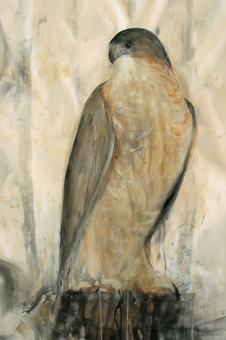  "Dusk (Cooper's Hawk)," 2008 Coffee and sumi-e ink on folio paper 50" x 38" 